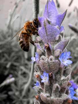 A bee collecting pollen from a lavender flower to make honey in a garden
