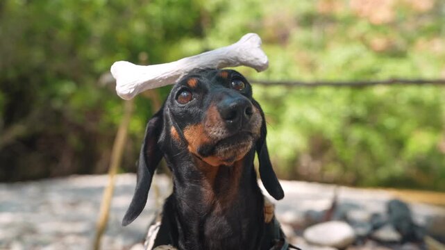 A black and tan dachshund dog balances a bone shaped toy on its head while licking its lips outdoors, a playful concept of animal training and obedience.