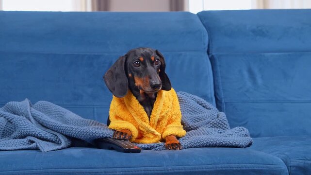 A black and tan dachshund dog wrapped in a yellow costume sits on a blue couch with a remote control near its paw, a concept of couch potato lifestyle and television addiction.
