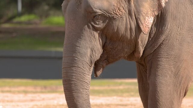 Asian Elephant Moving Trunk Profile Close Up in Outdoor Enclosure