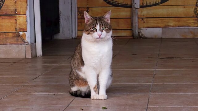 A white and brown tabby cat sits alone on a tiled porch floor near a wooden door, glancing around. The stray animal looks lost and hungry, reflecting a concept of street rescue and shelter care.