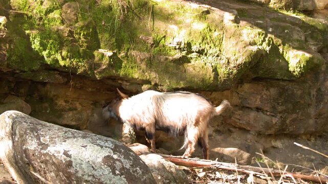 Mountain Goat Walking on Rocky Cliff Ledge