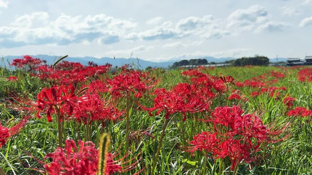 field of red spider lily flowers in japanese countryside