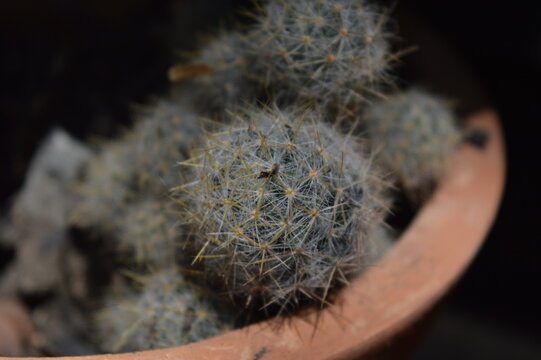 Suculenta