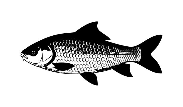 Large Rohu Fish Labeo Rohita Detailed Flat Vector Illustration
