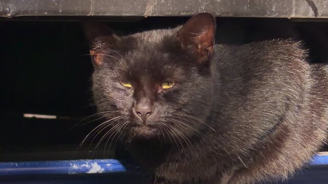 A black stray cat with yellow eyes peers out from beneath a car on asphalt, turning its head slightly, a concept of homeless animal hardship and street survival.
