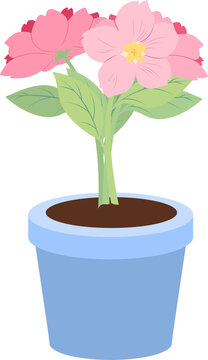 A lovely pink flowering plant in a light blue flowerpot with dark soil isolated on a white background