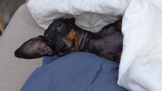 A black and tan dachshund dog lies upside down under a white blanket on a couch, slowly waking and rolling upright to rest its head on a blue pillow.