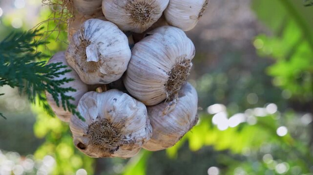 A bunch of freshly harvested garlic bulbs hangs braided together outdoors against a blurred green background, gently swaying in natural light.