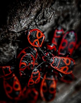 Macro close up view of a cluster of red and black firebugs (Pyrrhocoris apterus) gathered on tree bark.