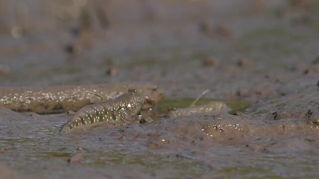 Two Mudskippers Fighting on Mudflat in Natural Habitat