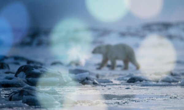 A polar bear wanders across a frozen landscape, showcasing the beauty of Arctic wildlife in a serene yet vast environment filled with ice and snow.