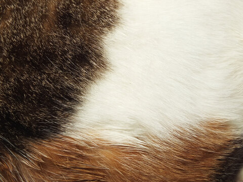 full frame animal cat pets fur multicolor background close up with copy space for text, soft comfortable visual wallpaper