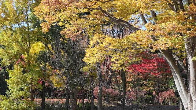 Vibrant autumn trees transform a park with yellow and red foliage.