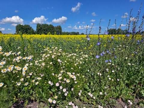 Agricultural rapeseed field with daisies and chicory in the foreground. Altai Krai.