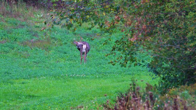 Whitetail buck flicks tail and looks back while grazing in field
