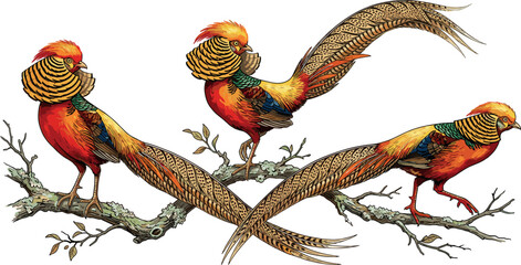 Obraz premium Beautiful golden pheasant birds vector illustration featuring three colorful male pheasants perched on tree branches isolated on a clean white background