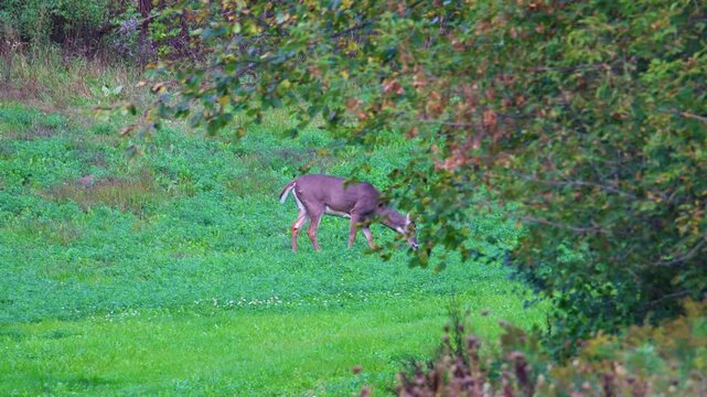 Mature whitetail buck grazes behind tree branches in hayfield