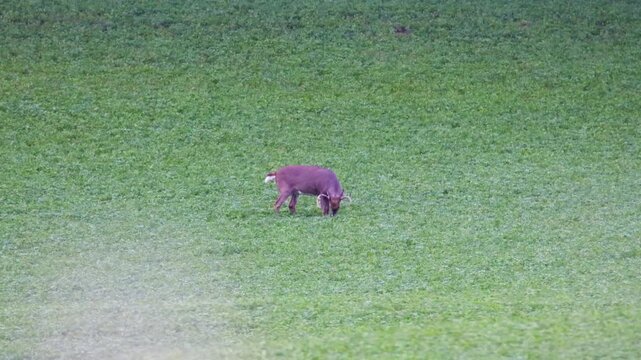 Distant mature whitetail buck looks at camera while grazing in alfalfa