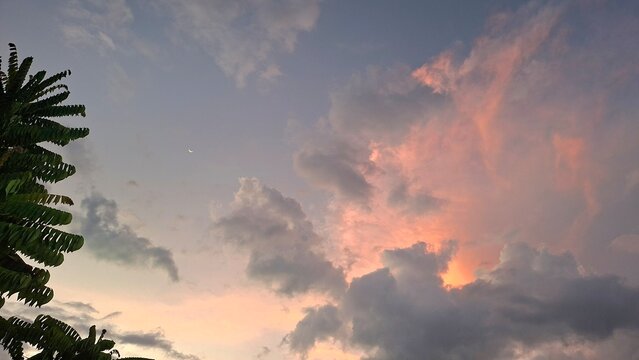 Captivating sunset sky with dramatic pink tinted storm clouds contrasted against a tranquil grey blue evening atmosphere. A dark silhouette of star fruit leaves frames the left side.