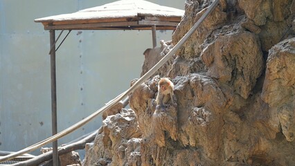 young snow monkey looking scared sitting and holding the rockwork in the zoo during the day © ElizabethGo