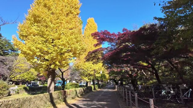 A camera moves down a vibrant autumn path lined with yellow and red