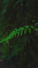 fern in the forest © Vickry