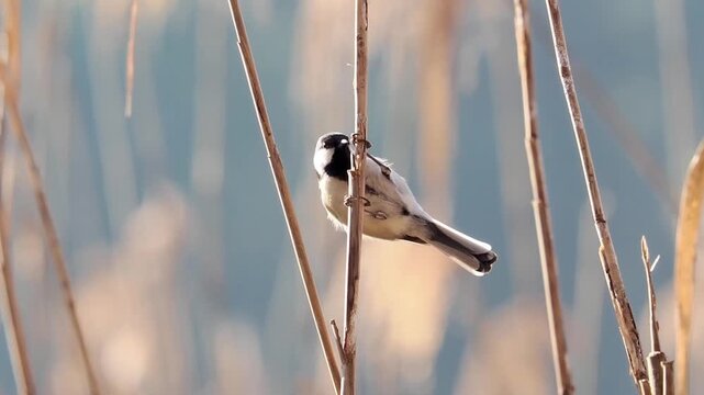 Close up of a Great Tit bird clinging to a dry reed stalk in a tranquil natural habitat with a beautiful blurred background
