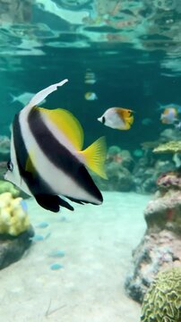 【Aquarium】Longfin batfish Reef［4K Vertical Angle Video］
