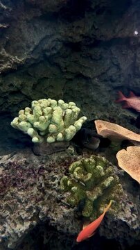 【Aquarium】Clown triggerfish / Spotted unicornfish Reef High-Speed［4K Vertical Angle Video］