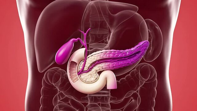 3D medical illustration of the human abdominal cavity showing anatomical details of the pancreas, gallbladder, liver, and duodenum for health and science education.