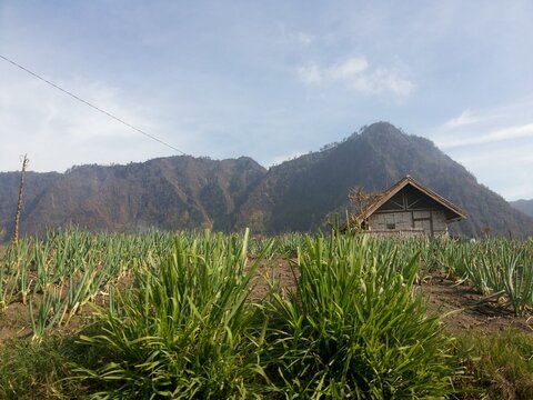 Volcanic Mountain Landscape at Mount Bromo East Java Indonesia