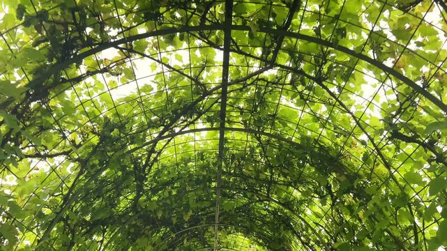 Looking up at a arched wire trellis filled with growing grape leaves and vines. Suitable for landscape design, agriculture, winemaking, and gardening promotional media.