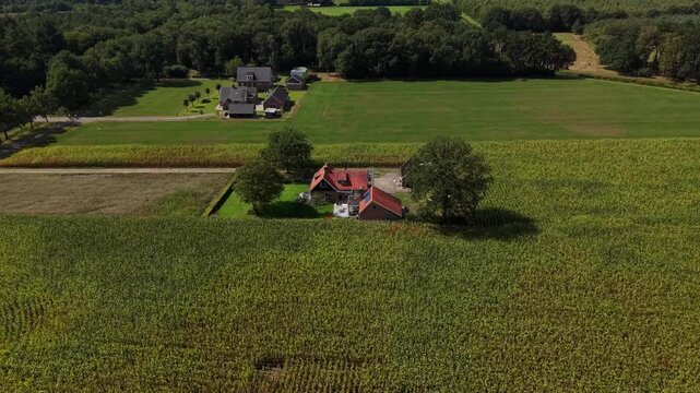 Red-roofed farmhouse sits among tall cornfields shaded by large oak tree, second dark-roofed property spans open grass field beside dense forest in rural Netherlands. Aerial drone flyover shot