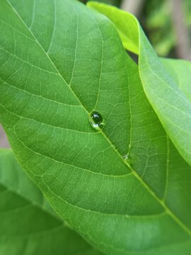 Macro shot of water drop on green Annona squamosa sugar apple leaf surface