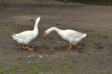 The pair of Muscovy duck seem in the fight, white goose on a green grass © Wiwik