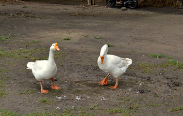 The pair of Muscovy duck seem in the fight, white goose on a green grass, geese on the farm © Wiwik