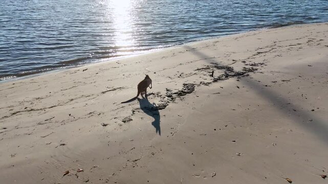 Wallaby Foraging on a Sandy Beach Shoreline in Sunlight
