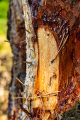 Close-up of a scarred spruce trunk with fresh golden resin dripping down the textured wood surface, embedded with pine needles and organic forest debris on a blurred background © PhotoChur