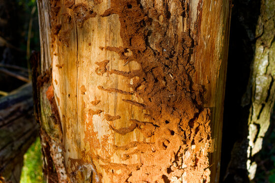 Intricate bark beetle galleries and wood borer tunnels etched into the surface of a dead pine tree trunk, featuring textured patterns of insect damage and wood dust remnants