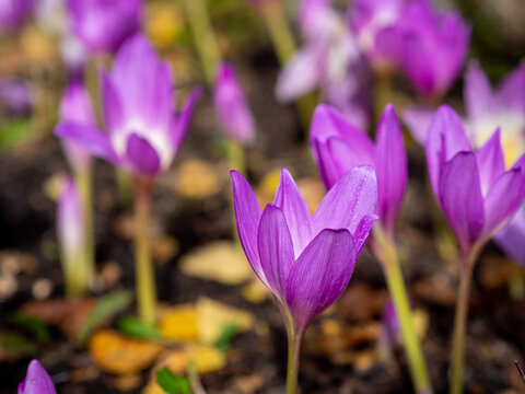 Beautiful macro photo of purple colchicum flowers or Colchicum autumnale blooming in the garden during autumn