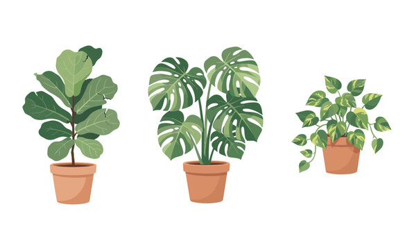Modern indoor house plants in clay pots collection with monstera fiddle leaf fig and pothos