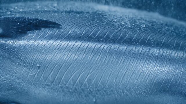 Close-up macro detail of blue fish scales texture showing the intricate organic patterns and shimmering wet biological surface of aquatic wildlife