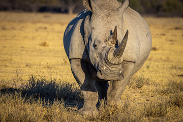 Southern White Rhinocerous (Ceratotherium simum simum), close-up, at Khama Rhino Reserve in Botswana © FaerOut