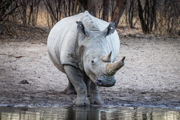 Female Southern White Rhinocerous (Ceratotherium simum simum) at Khama Rhino Reserve in Botswana © FaerOut