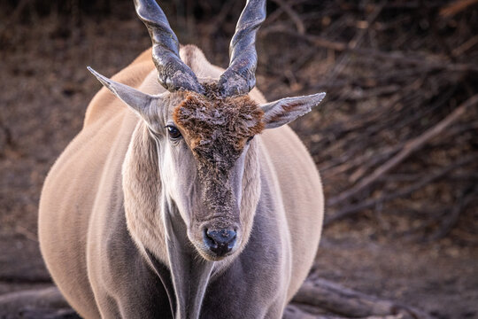 Portrait of a Cape Eland (Tragelaphus oryx oryx), male, front view (subspecies of the Common Eland)