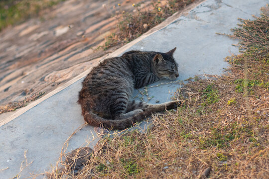 Tabby Cat Sleeping on Concrete Curb