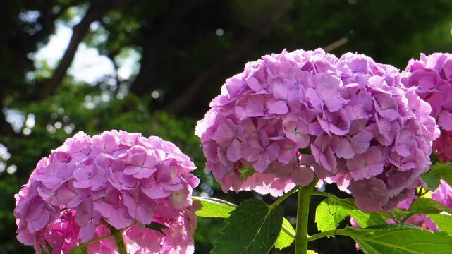 Camera panning right over vibrant pink hydrangea flowers blooming in full bloom