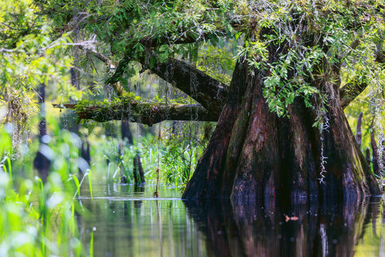 Fisheating Creek cypress swamp area in central Florida