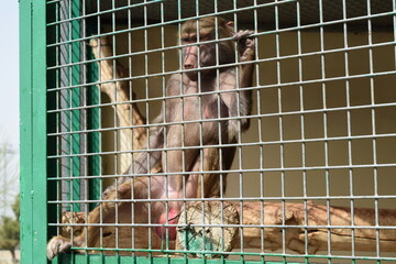 Hamadryas baboon monkey sitting inside a cage behind metal bars © Rubin